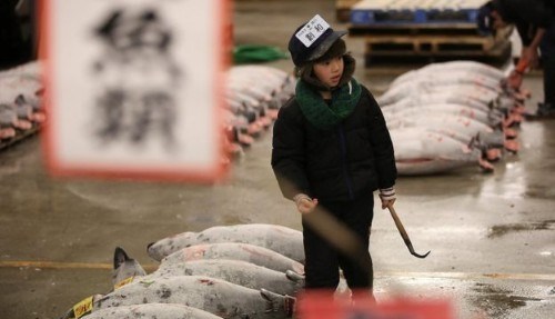 فروش یک ماهی به قیمت 350000000 تومان (تصاویر)