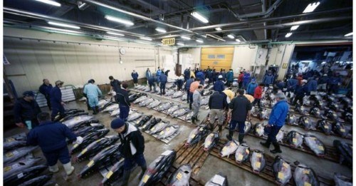 فروش یک ماهی به قیمت 350000000 تومان (تصاویر)