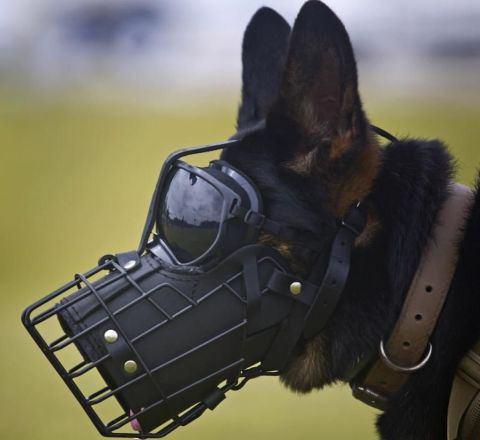 سگ نظامی با عینک مخصوص! (عکس)