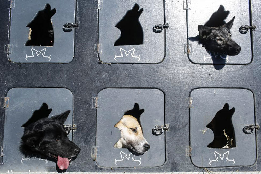 رقابت سگ های سورتمه در آلاسکا‎