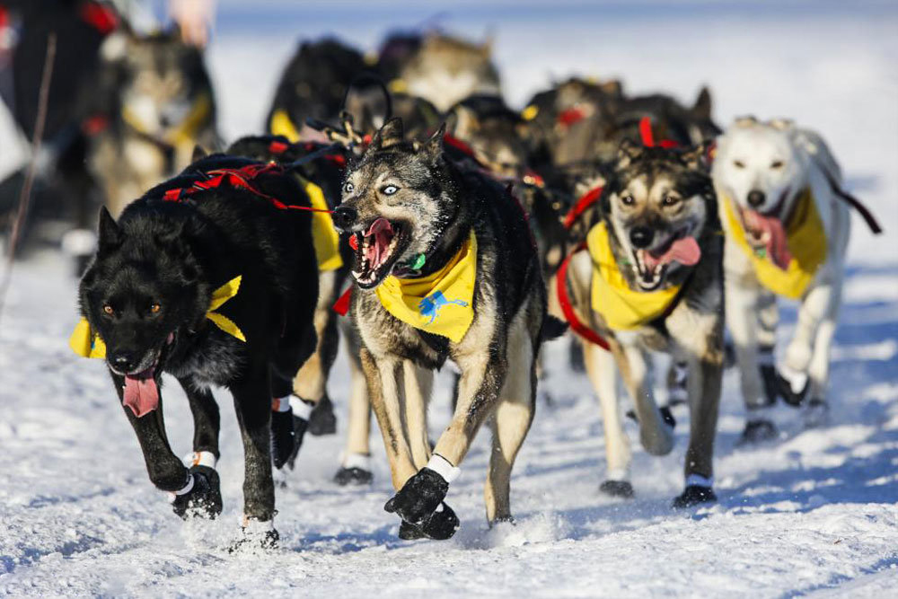 رقابت سگ های سورتمه در آلاسکا‎
