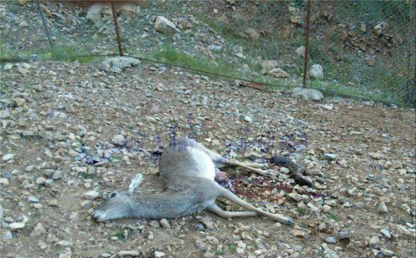 مرگ گوزن باردار به دلیل پرتاب سنگ در باغ وحش خرم آباد (تصاویر)