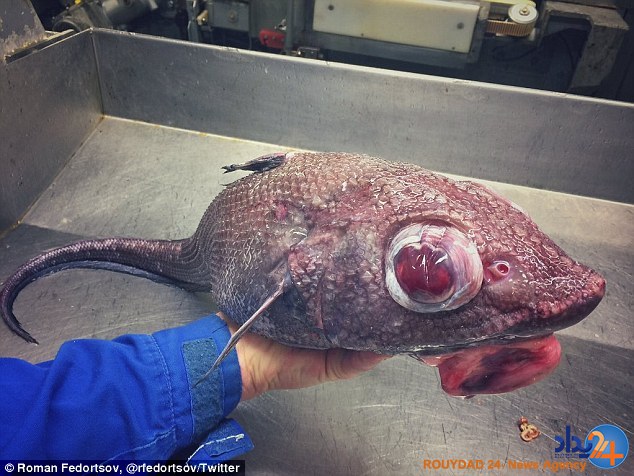 رونمایی ماهیگیر روس از موجودات عجیبی که تاکنون صید کرده (تصاویر)