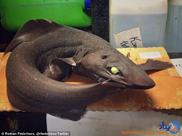 رونمایی ماهیگیر روس از موجودات عجیبی که تاکنون صید کرده (تصاویر)