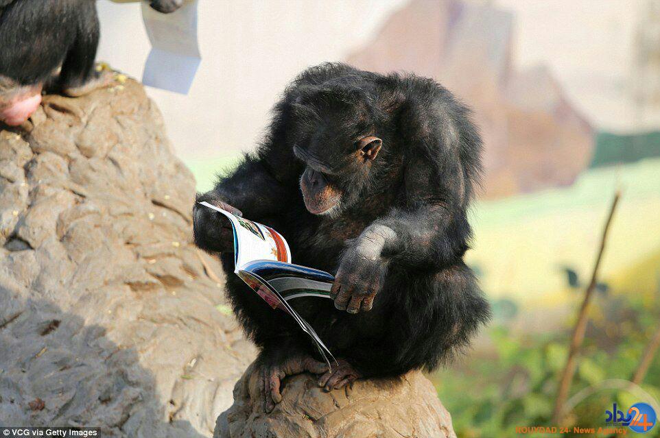 میمون‌ها در چین مجله می‌خوانند (تصاویر)