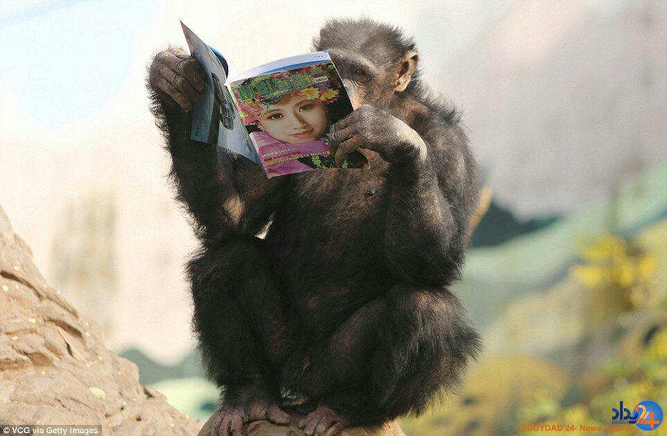 میمون‌ها در چین مجله می‌خوانند (تصاویر)