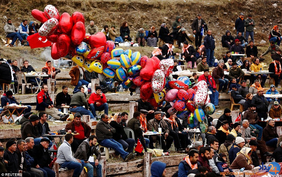 جنگ شترها در فستیوال سالانه ترکیه (تصاویر)