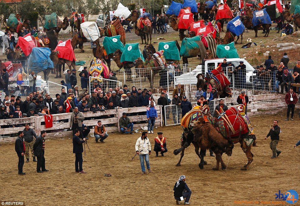 جنگ شترها در فستیوال سالانه ترکیه (تصاویر)