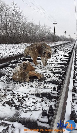 نجات سگی روی ریل قطار با مراقبت دو روزه جفتش (فیلم و تصاویر)