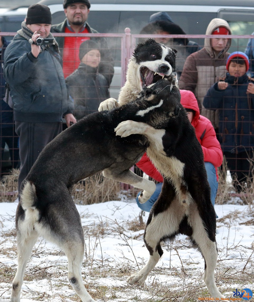 جنگ خونین سگ‌ها برای سرگرمی انسان (تصاویر)