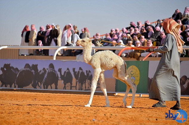 مسابقه تاج‌گذاری زیباترین شتر جهان در عربستان (تصاویر)