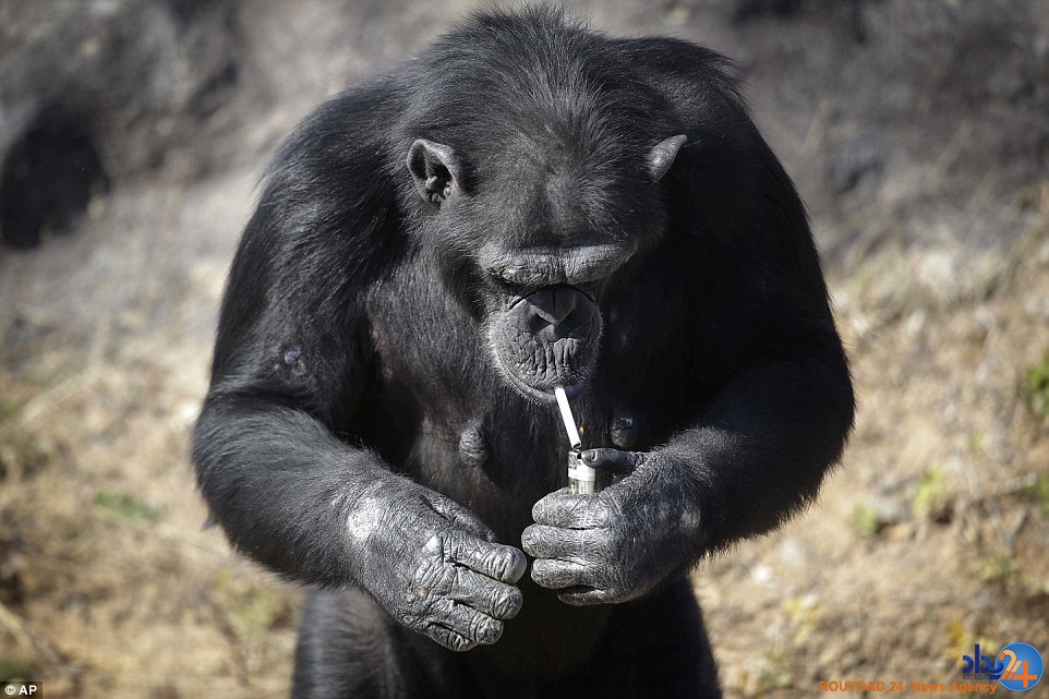 حیوانات افسرده در باغ‌وحش کره شمالی و میمونی که سیگار می‌کشد (فیلم و تصاویر)