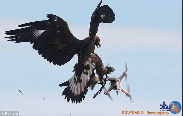پلیس فرانسه عقاب‌ها را برای شکار پهپاد آموزش می‌دهد (فیلم و تصاویر)