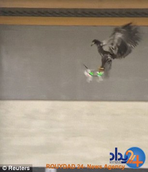 پلیس فرانسه عقاب‌ها را برای شکار پهپاد آموزش می‌دهد (فیلم و تصاویر)