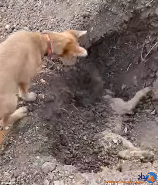 این سگ بهترین دوست خود را با احترام به خاک سپرد (فیلم و تصاویر)