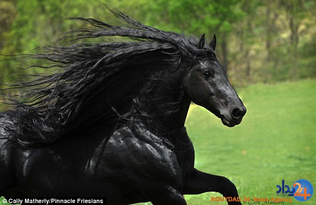 با زیباترین اسب جهان آشنا شوید (تصاویر)