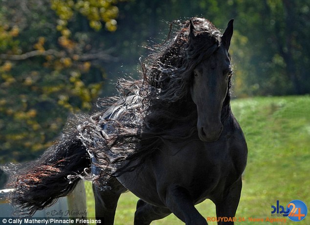 با زیباترین اسب جهان آشنا شوید (تصاویر)
