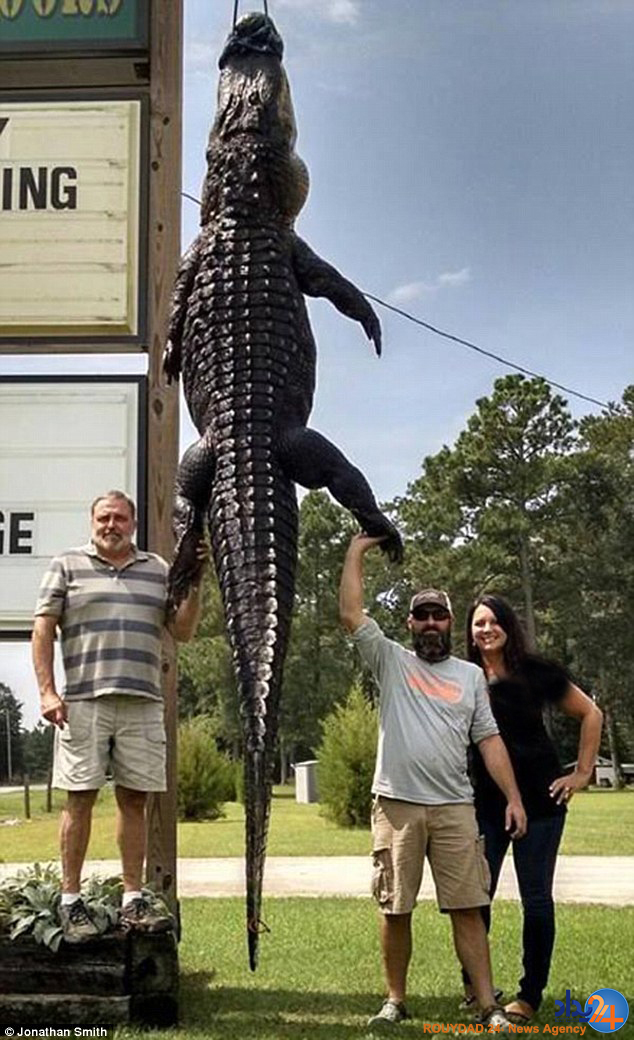 زوج آمریکایی تمساح 363 کیلویی را به دام انداختند (تصاویر)