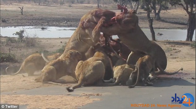 جنگ شیرها بر سر بزکوهی وسط خیابان (فیلم و تصاویر)