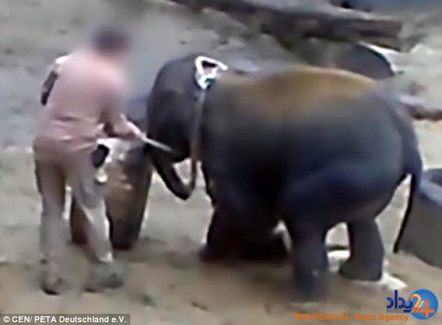 مسئول باغ‌وحش آلمان فیل‌ها را با شلاق و قلاب شکنجه می‌کند(فیلم و تصاویر)
