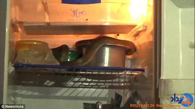 مار موزی از یخچال خانه سر درآورد (فیلم و تصاویر)