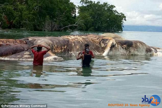 موجود عظیم‌الجثه عجیب در ساحل اندونزی (فیلم و تصاویر)