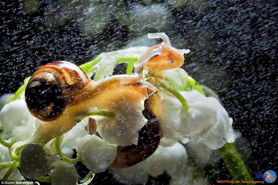 تصاویر بسته از حلزون هایی که در باران زیبا می شوند