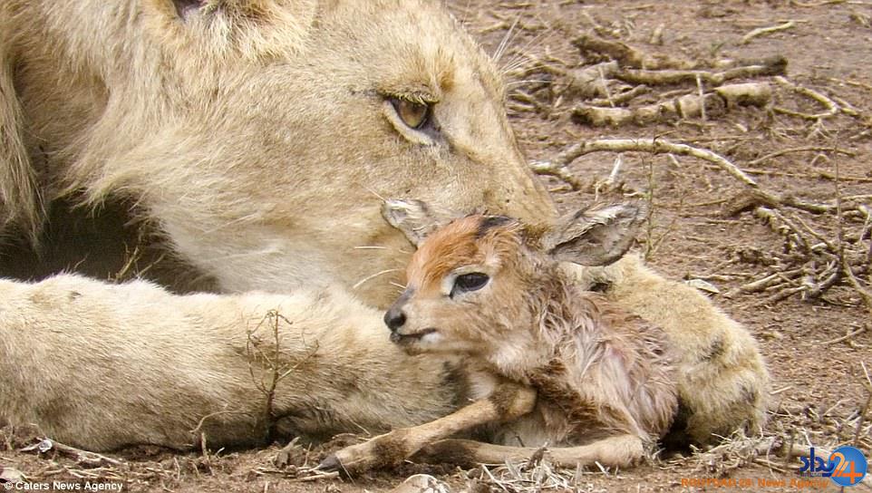 محبت مادرانه شیر شکارچی به بره آهو (فیلم و تصاویر)