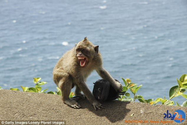 مافیای میمون‌های دزد در اندونزی (فیلم و تصاویر)