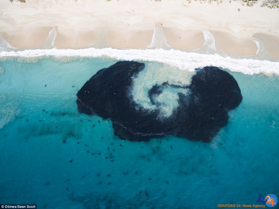 کمین 400 کوسه زیر پای کودکان در ساحل استرالیا (فیلم و تصاویر)