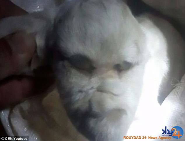 تولد توله بزی با چهره شیطانی در آرژانتین (فیلم و تصاویر)