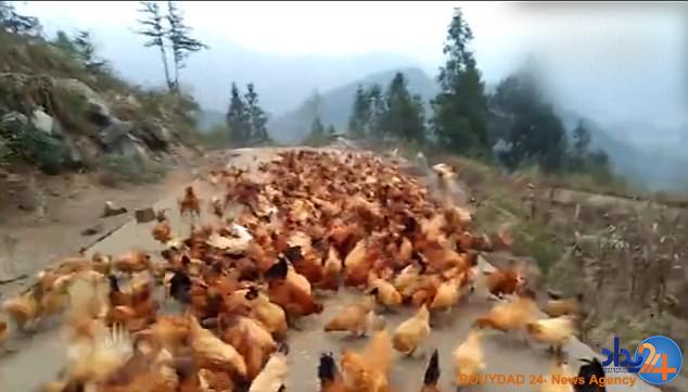 مرغ‌های پرنده در چین (فیلم و تصاویر)