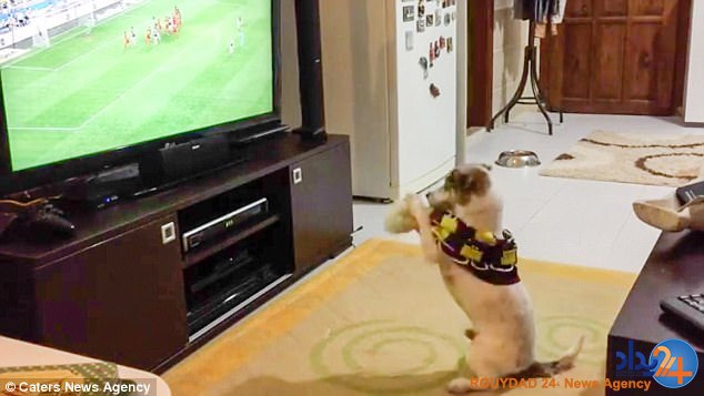 واکنش سگ عاشق فوتبال هنگام پیروزی تیمش (فیلم و تصاویر)