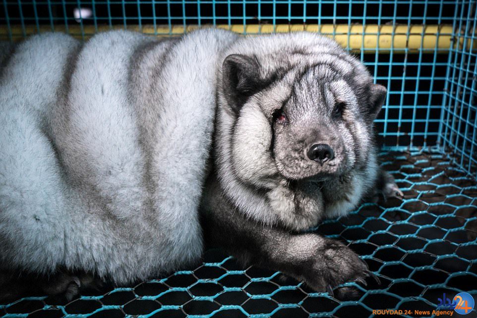 روباه‌های هیولا قربانی تجارت خز در فنلاند (فیلم و تصاویر)