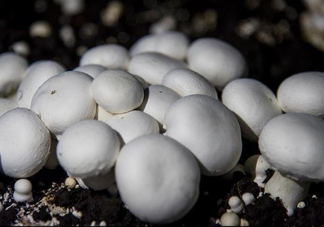 بارش‌‎های اخیر باعث رویش بی‌رویه قارچ‌ها شد/ مصرف چه نوع قارچ‌هایی مناسب است