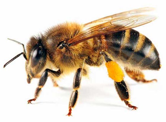 زنبورها مفهوم عددی صفر را درک می‌کنند