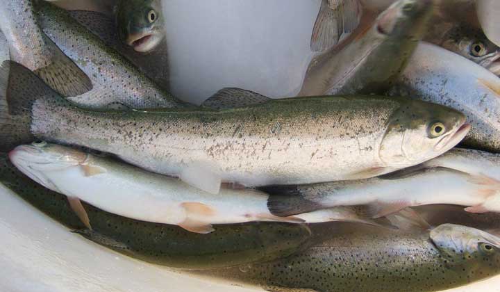 ماهی در مسیر گرانی/ قیمت ماهی از 14 هزارتومان به 19 هزار تومان افزایش یافت