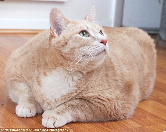 این گربه 15 کیلویی گارفیلد دنیای واقعی است!+ عکس