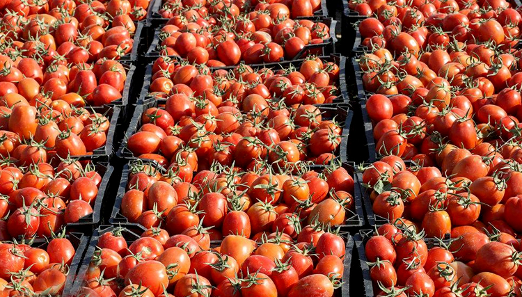 صادرات نرخ گوجه فرنگی را بالا برد/ احتکار خانگی باعث کمبود اقلام شد/مردم کشورهای دیگر در مرز ایران کالا می خرند