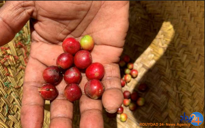 علاقه عجیب ساکنان ماداگاسکار به «قهوه خفاشی»
