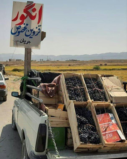 تبلیغ در قزوین: انگور مخصوصی اون جریان! +عکس