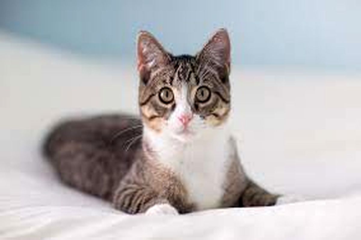 سیلی محکم گربه به مهمان برنامه تلویزیونی در پخش زنده! +فیلم