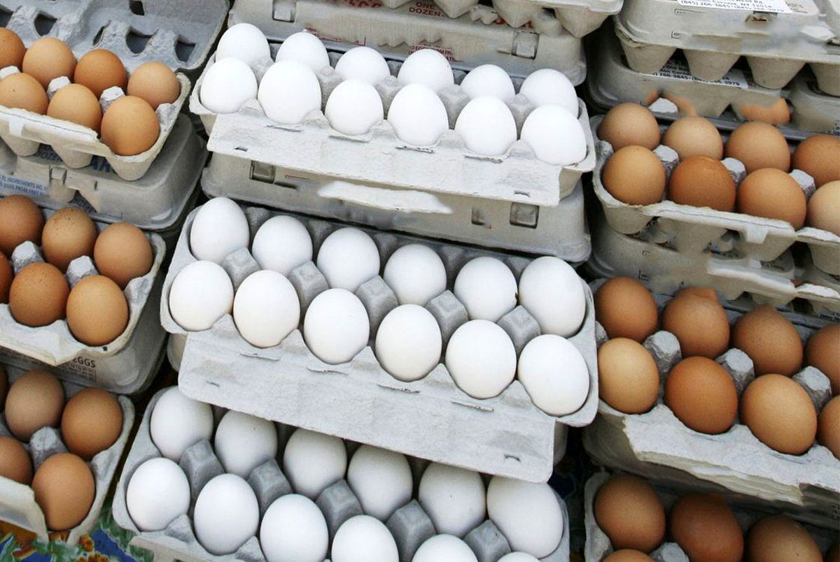 افزایش قیمت تخم مرغ در راه است؟