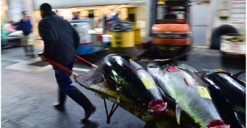 فروش یک ماهی به قیمت 350000000 تومان (تصاویر)