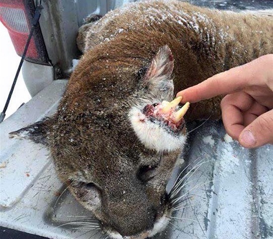 معمای شیر کوهی ناقصالخلقه! معمای شیر کوهی ناقصالخلقه!