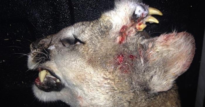 معمای شیر کوهی ناقصالخلقه! معمای شیر کوهی ناقصالخلقه!