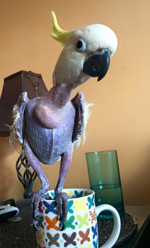 بلایی که اضطراب سر یک طوطی آورد+عکس بلایی که اضطراب سر یک طوطی آورد+عکس