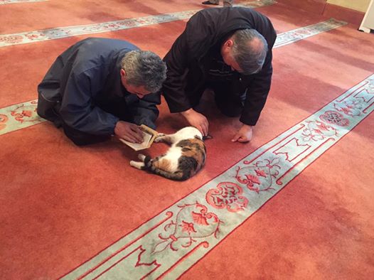 مسجدی در استانبول درهایش را به روی گربه ها باز کرد+فیلم و تصاویر