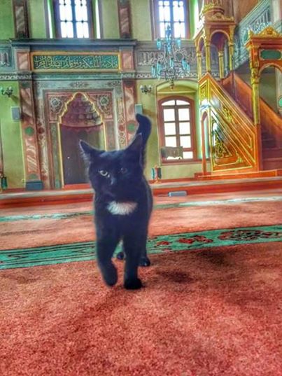 مسجدی در استانبول درهایش را به روی گربه ها باز کرد+فیلم و تصاویر
