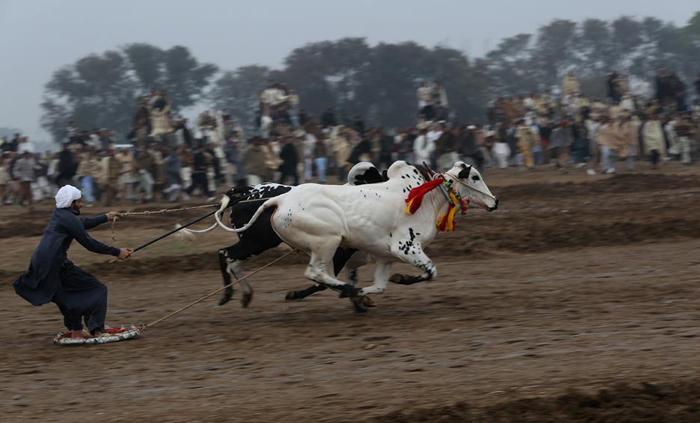 مسابقه اسکی با گاو (تصاویر) مسابقه اسکی با گاو (تصاویر)